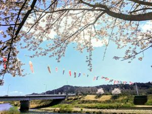 岐阜百年公園、鯉のぼり、4月春、岐阜県関市の観光・撮影スポットの画像と写真