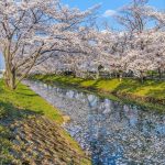大口町五条川の桜並木、3月春の花、愛知県丹羽郡の観光・撮影スポットの画像と写真