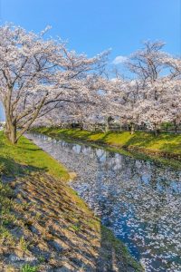 大口町五条川の桜並木、3月春の花、愛知県丹羽郡の観光・撮影スポットの画像と写真