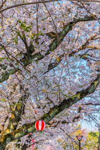 大口町五条川の桜並木、3月春の花、愛知県丹羽郡の観光・撮影スポットの画像と写真