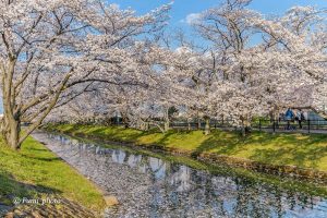 大口町五条川の桜並木、3月春の花、愛知県丹羽郡の観光・撮影スポットの画像と写真