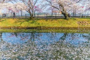大口町五条川の桜並木、3月春の花、愛知県丹羽郡の観光・撮影スポットの画像と写真