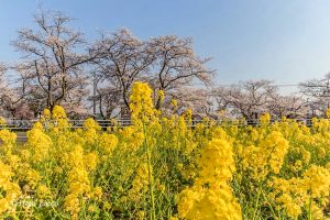 大口町五条川の桜並木、3月春の花、愛知県丹羽郡の観光・撮影スポットの画像と写真