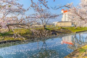大口町五条川の桜並木、3月春の花、愛知県丹羽郡の観光・撮影スポットの画像と写真