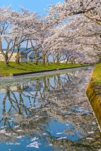 大口町五条川の桜並木、3月春の花、愛知県丹羽郡の観光・撮影スポットの画像と写真