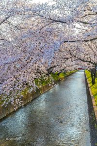 大口町五条川の桜並木、3月春の花、愛知県丹羽郡の観光・撮影スポットの画像と写真