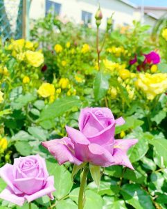 ばら公園いこいの広場、バラ、5月夏の花、岐阜県安八郡の観光・撮影スポットの画像と写真
