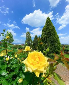 ばら公園いこいの広場、バラ、5月夏の花、岐阜県安八郡の観光・撮影スポットの画像と写真