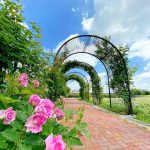 ばら公園いこいの広場、バラ、5月夏の花、岐阜県安八郡の観光・撮影スポットの画像と写真