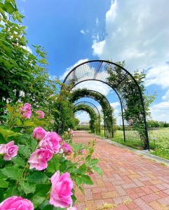 ばら公園いこいの広場、バラ、5月夏の花、岐阜県安八郡の観光・撮影スポットの画像と写真