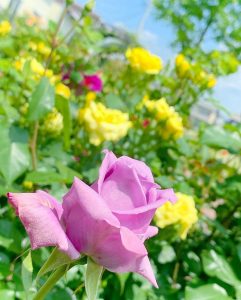 ばら公園いこいの広場、バラ、5月夏の花、岐阜県安八郡の観光・撮影スポットの画像と写真