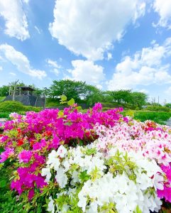ばら公園いこいの広場、バラ、5月夏の花、岐阜県安八郡の観光・撮影スポットの画像と写真