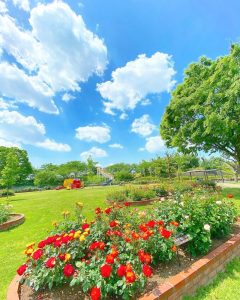 ばら公園いこいの広場、バラ、5月夏の花、岐阜県安八郡の観光・撮影スポットの画像と写真