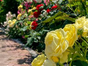 ばら公園いこいの広場、バラ、5月夏の花、岐阜県安八郡の観光・撮影スポットの画像と写真