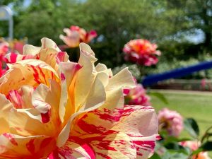ばら公園いこいの広場、バラ、5月夏の花、岐阜県安八郡の観光・撮影スポットの画像と写真