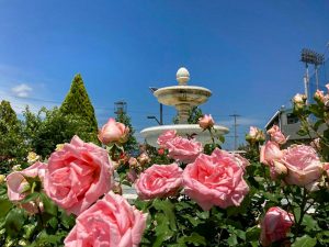 ばら公園いこいの広場、バラ、5月夏の花、岐阜県安八郡の観光・撮影スポットの画像と写真