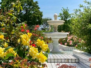 ばら公園いこいの広場、バラ、5月夏の花、岐阜県安八郡の観光・撮影スポットの画像と写真
