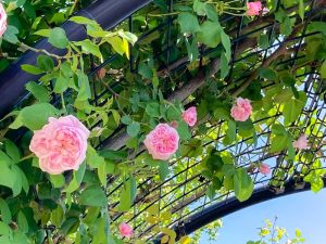 ばら公園いこいの広場、バラ、5月夏の花、岐阜県安八郡の観光・撮影スポットの画像と写真
