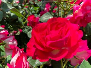 ばら公園いこいの広場、バラ、5月夏の花、岐阜県安八郡の観光・撮影スポットの画像と写真