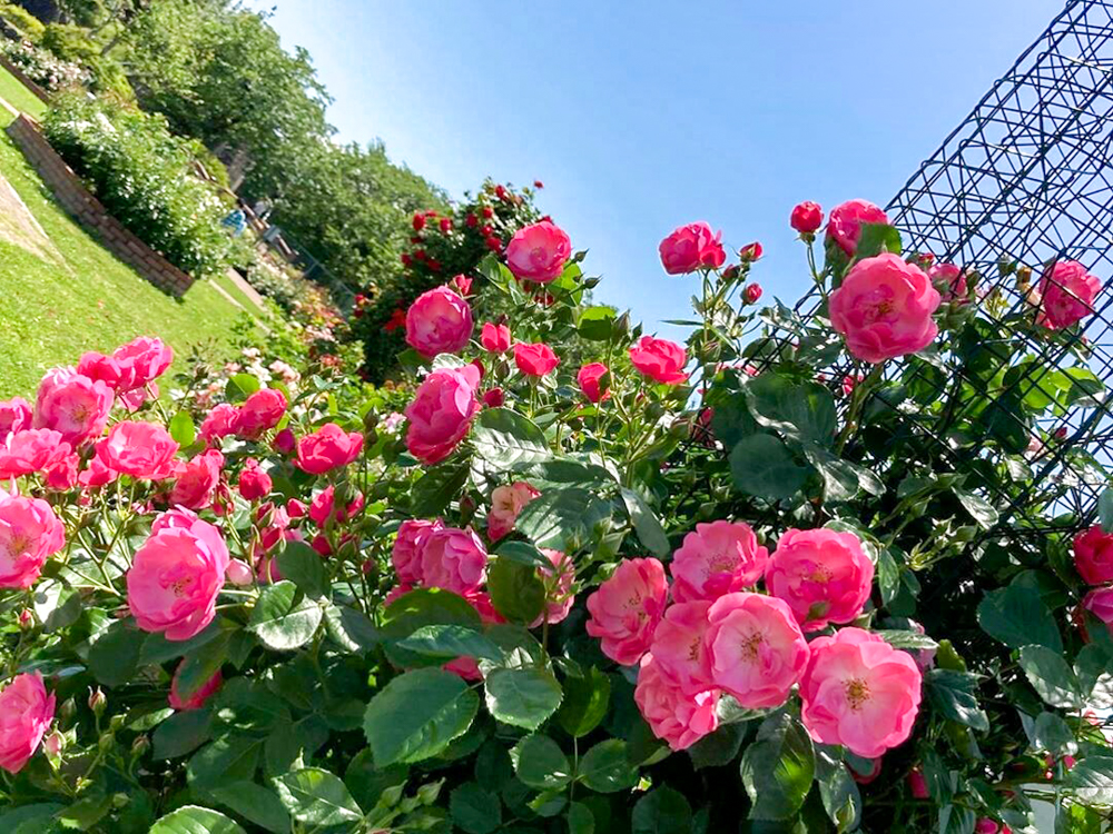 ばら公園いこいの広場、バラ、5月夏の花、岐阜県安八郡の観光・撮影スポットの画像と写真
