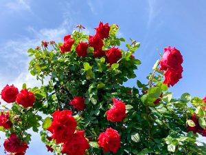 ばら公園いこいの広場、バラ、5月夏の花、岐阜県安八郡の観光・撮影スポットの画像と写真