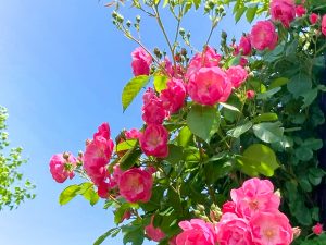 ばら公園いこいの広場、バラ、5月夏の花、岐阜県安八郡の観光・撮影スポットの画像と写真