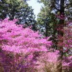 萩のミツバツツジまつり,、4月春の花、愛知県豊川市の観光・撮影スポットの画像と写真