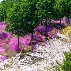 萩のミツバツツジまつり,、4月春の花、愛知県豊川市の観光・撮影スポットの画像と写真