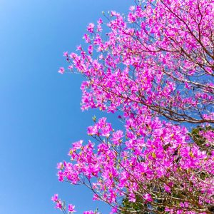 萩のミツバツツジまつり,、4月春の花、愛知県豊川市の観光・撮影スポットの画像と写真
