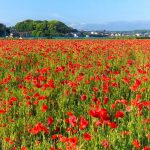 矢勝川のポピー、夏の花、愛知県半田市の観光・撮影スポットの画像と写真