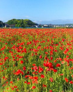 矢勝川のポピー、夏の花、愛知県半田市の観光・撮影スポットの画像と写真