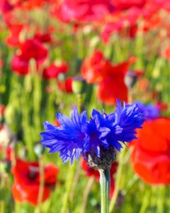 矢勝川のポピー、夏の花、愛知県半田市の観光・撮影スポットの画像と写真
