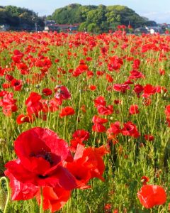 矢勝川のポピー、夏の花、愛知県半田市の観光・撮影スポットの画像と写真