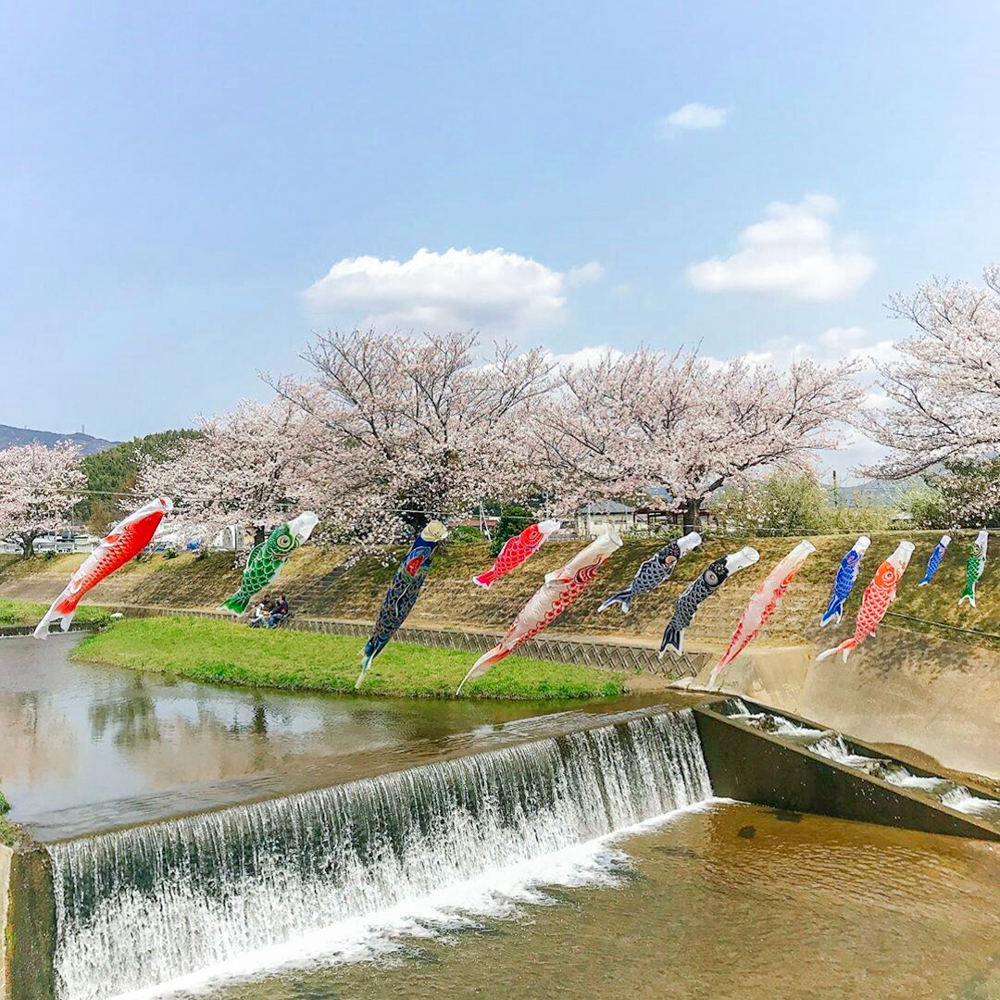 拾石川の鯉のぼり、春4月、愛知県蒲郡市の観光・撮影スポットの画像と写真