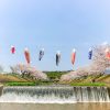 拾石川の鯉のぼり、春4月、愛知県蒲郡市の観光・撮影スポットの画像と写真