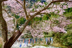 広見ヤナ、鯉のぼり、３月春、愛知県豊田市の観光・撮影スポットの画像と写真