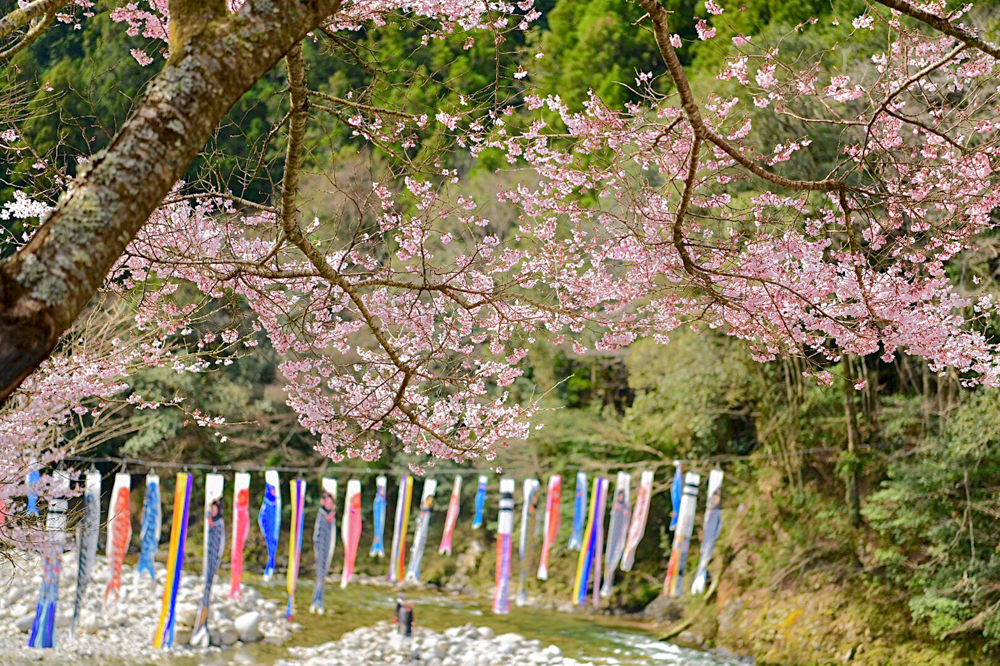 広見ヤナ、鯉のぼり、３月春、愛知県豊田市の観光・撮影スポットの画像と写真