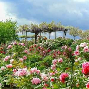 いなべ市農業公園、牡丹、牡丹5月夏の花、三重県いなべ市の観光・撮影スポットの画像と写真