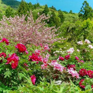 いなべ市農業公園、牡丹、5月夏の花、三重県いなべ市の観光・撮影スポットの画像と写真