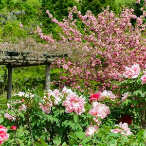 いなべ市農業公園、牡丹、5月夏の花、三重県いなべ市の観光・撮影スポットの画像と写真