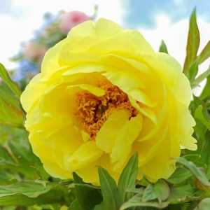 いなべ市農業公園、牡丹、5月夏の花、三重県いなべ市の観光・撮影スポットの画像と写真