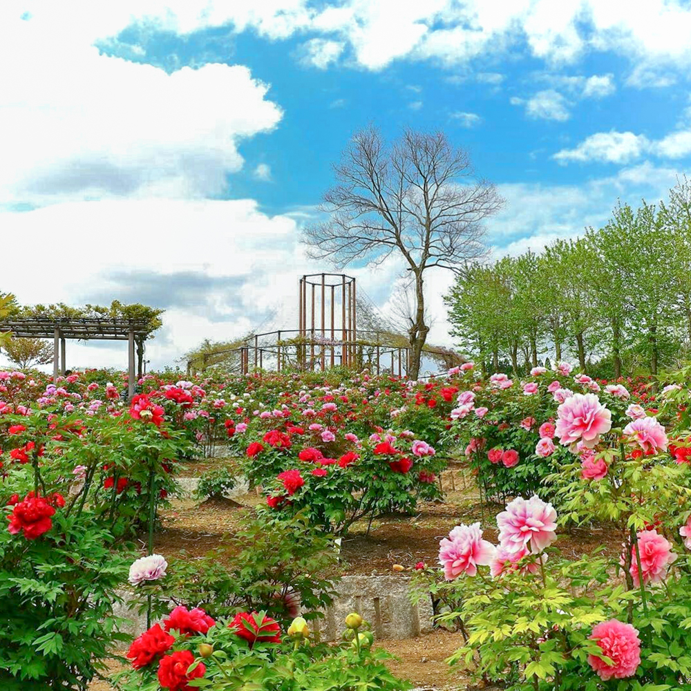 いなべ市農業公園、牡丹、5月夏の花、三重県いなべ市の観光・撮影スポットの画像と写真