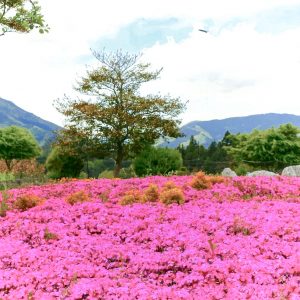 いなべ市農業公園、芝桜、5月夏の花、三重県いなべ市の観光・撮影スポットの画像と写真