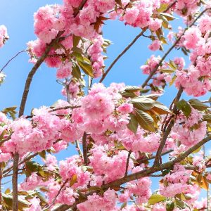 いなべ市農業公園、八重桜、5月夏の花、三重県いなべ市の観光・撮影スポットの画像と写真