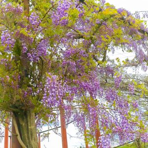 いなべ市農業公園、八重桜、5月夏の花、三重県いなべ市の観光・撮影スポットの画像と写真