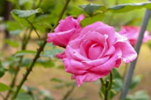 稲沢公園、バラ、5月の夏の花、愛知県稲沢市の観光・撮影スポットの画像と写真
