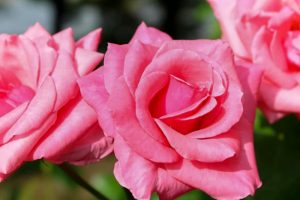 稲沢公園、バラ、5月の夏の花、愛知県稲沢市の観光・撮影スポットの画像と写真