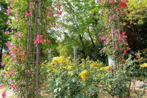 稲沢公園、バラ、5月の夏の花、愛知県稲沢市の観光・撮影スポットの画像と写真