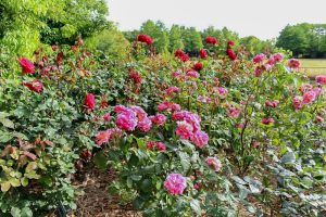 稲沢公園、バラ、5月の夏の花、愛知県稲沢市の観光・撮影スポットの画像と写真