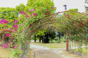 稲沢公園、バラ、5月の夏の花、愛知県稲沢市の観光・撮影スポットの画像と写真